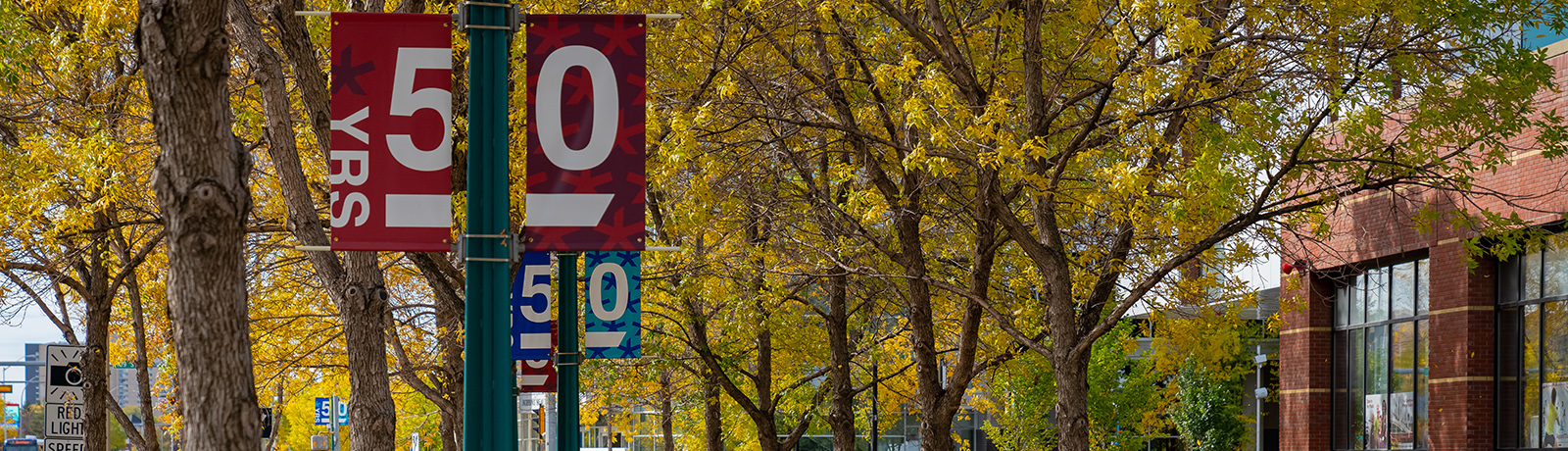 Image of trees with with golden leaves in the fall on MacEwan University campus.