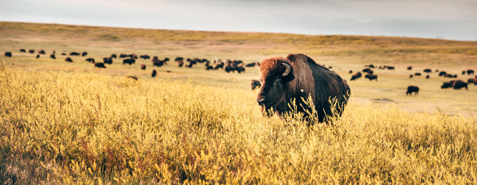 buffalo standing on the prairies