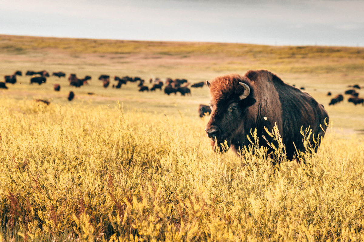 A herd of buffalo roam a field