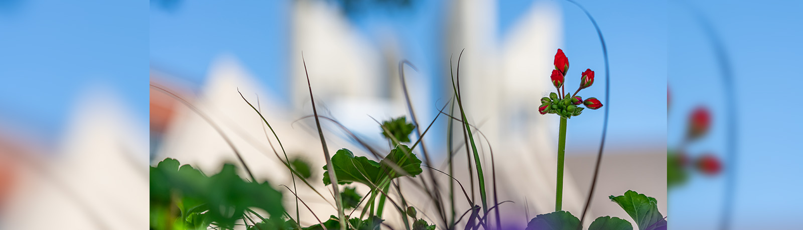 Blurred photo of MacEwan's towers in the background with green and red flower buds in the foreground