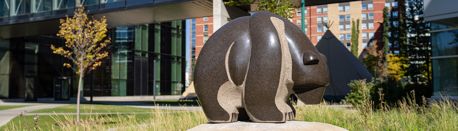 The stone bear treaty marker on campus is surrounded by long grass, with the glass pedway and tipis visible in the background.