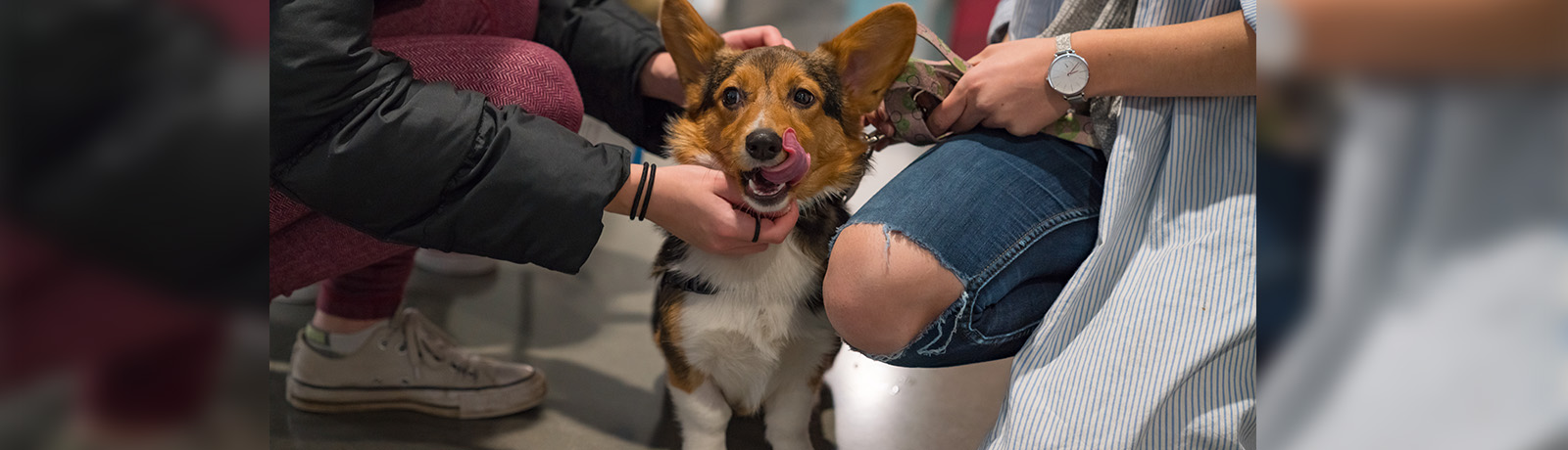 Two students pet a corgi wearing a maroon PAWSS vest.