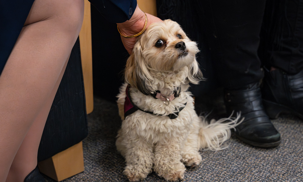 A small white dog wearing a maroon vest gets pet on the head by an unseen person.