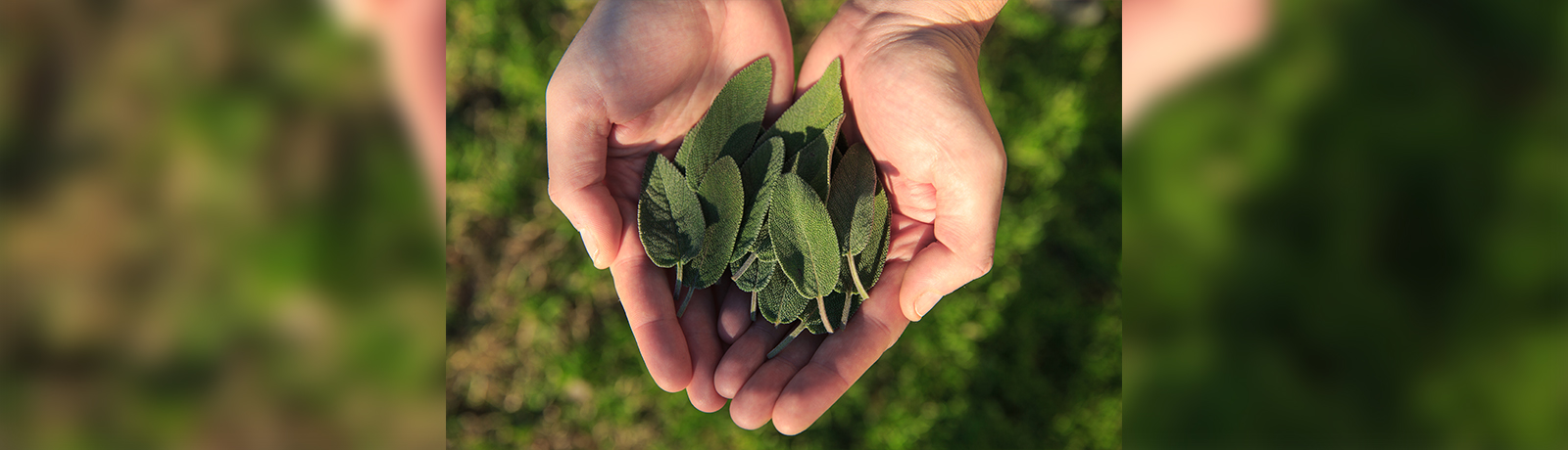 Two hands, cupped, holding a number of fresh, loose sage leaves.