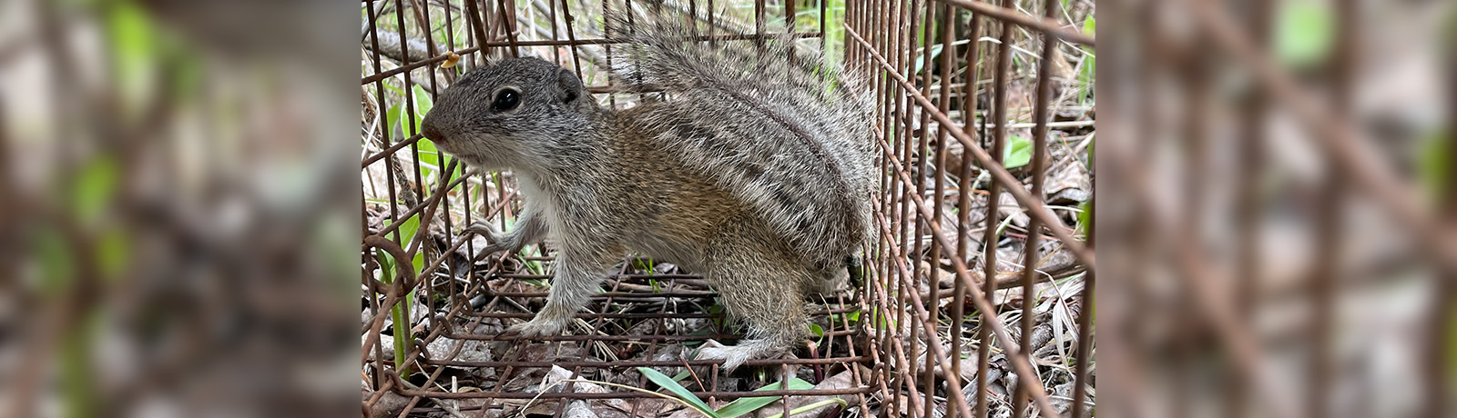 A squirrel sits in a cage and looks to the camera