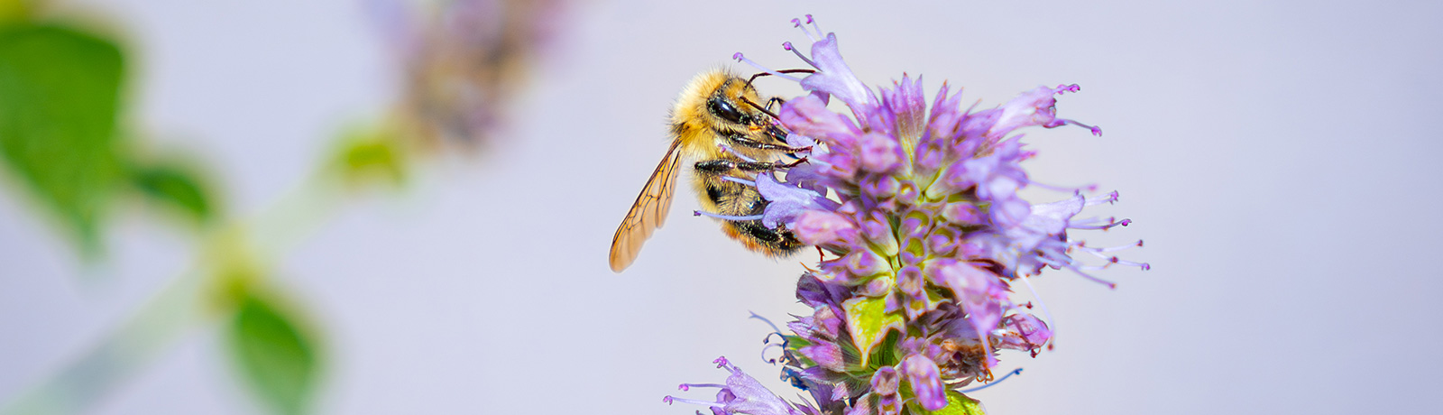 close up of bee on flowers