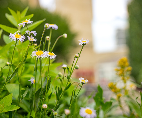 close up of plants